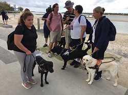 broadwater labrador group
